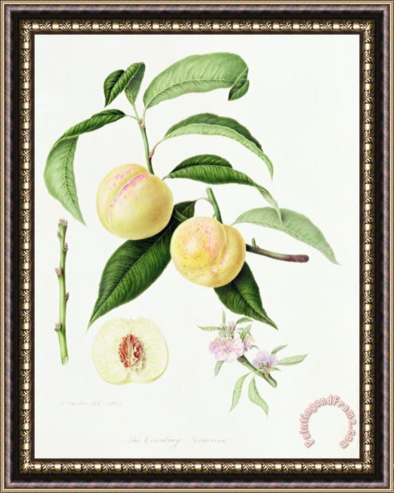 William Hooker The Conudray Nectarine Framed Painting