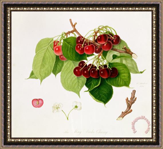 William Hooker The May Duke Cherry Framed Painting