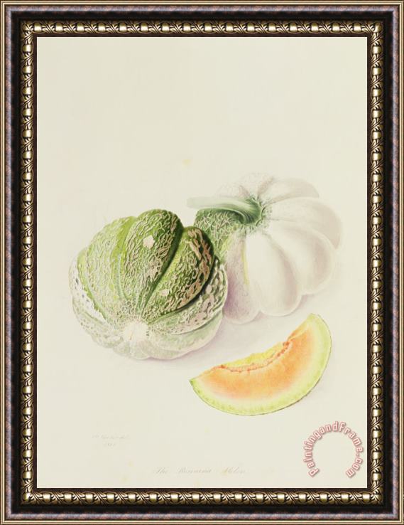 William Hooker The Romana Melon Framed Painting