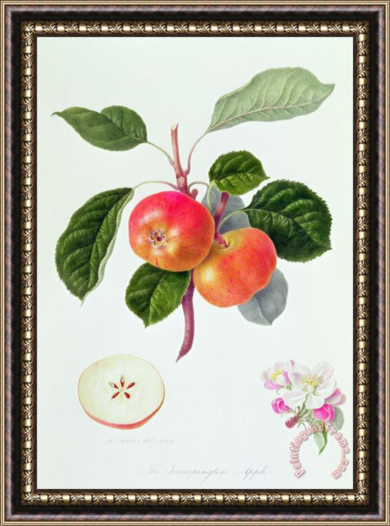 William Hooker The Trumpington Apple Framed Painting