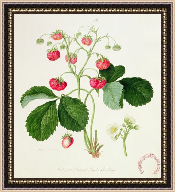 William Hooker Wilmot's Cocks Comb Scarlet Strawberry Framed Painting
