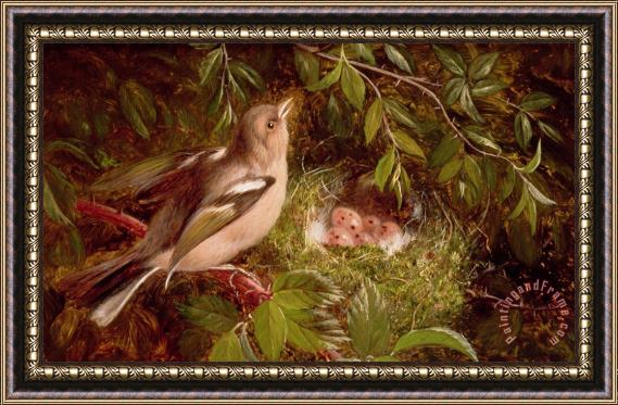 William Hughes A Chaffinch at its Nest Framed Print
