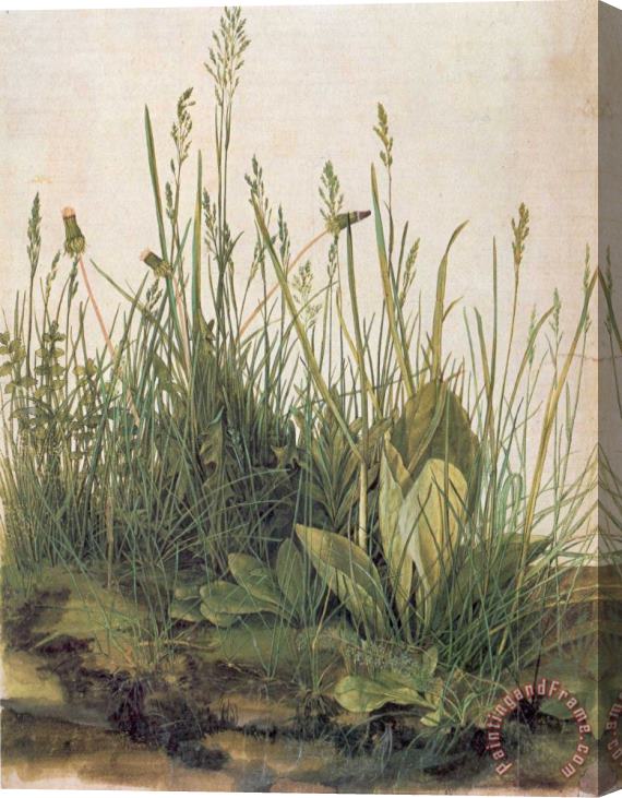 Albrecht Durer Great Piece Of Turf Stretched Canvas Print / Canvas Art