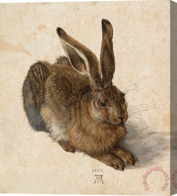 Albrecht Durer Hare, 1502 Stretched Canvas Painting / Canvas Art