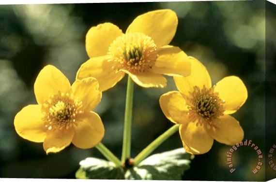 American School Himalayan Marsh Marigold Stretched Canvas Painting / Canvas Art