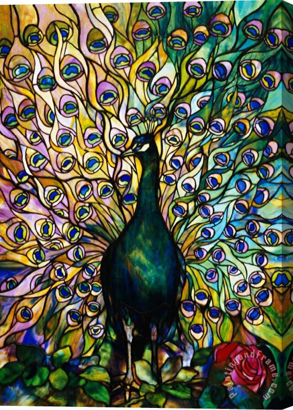 American School Peacock Stretched Canvas Print / Canvas Art