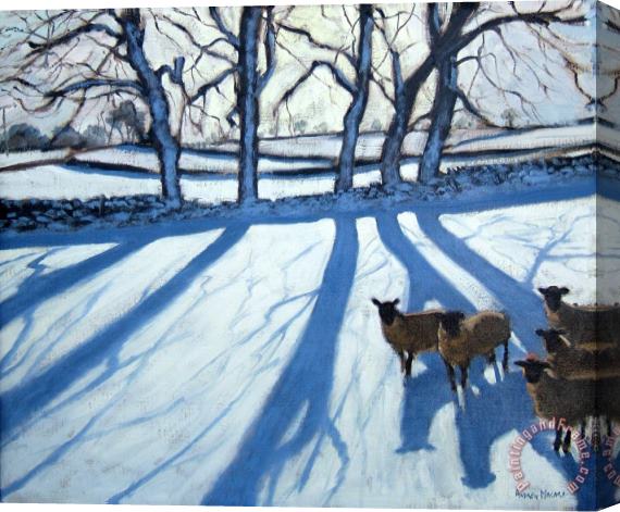 Andrew Macara Sheep in snow Stretched Canvas Painting / Canvas Art