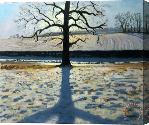 Andrew Macara Tree and Shadow Calke Abbey Derbyshire Stretched Canvas Print / Canvas Art