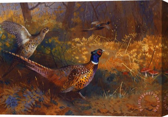 Archibald Thorburn A Cock And Hen Pheasant At The Edge Of A Wood Stretched Canvas Print / Canvas Art