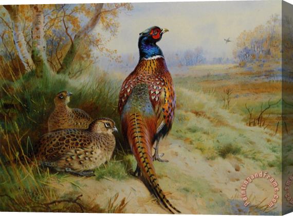 Archibald Thorburn Cock And Hen Pheasant at The Edge of a Wood Stretched Canvas Print / Canvas Art