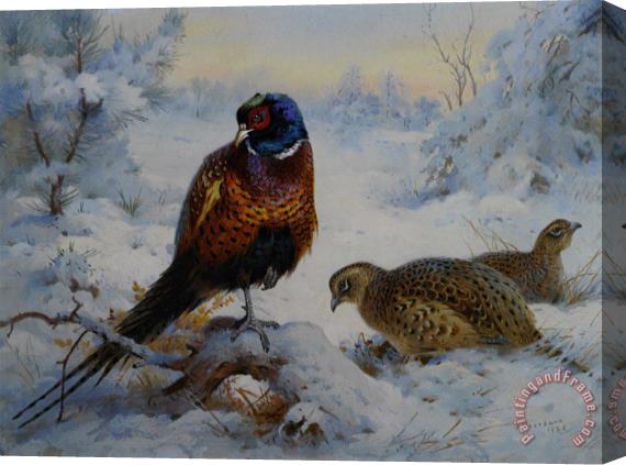 Archibald Thorburn Cock And Hen Pheasant in Winter Stretched Canvas Print / Canvas Art
