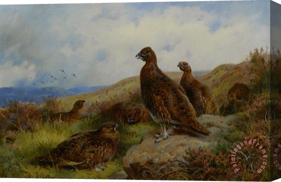 Archibald Thorburn Red Grouse Packing Stretched Canvas Print / Canvas Art