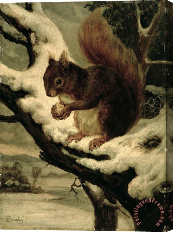 Basil Bradley A Red Squirrel Eating a Nut Stretched Canvas Print / Canvas Art