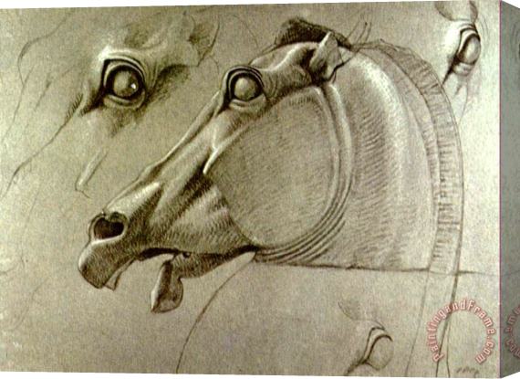 Benjamin Haydon Horse Head Sketch Stretched Canvas Print / Canvas Art