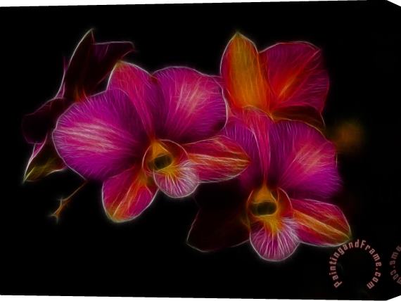Blair Wainman Delicate Dendrobium Stretched Canvas Print / Canvas Art