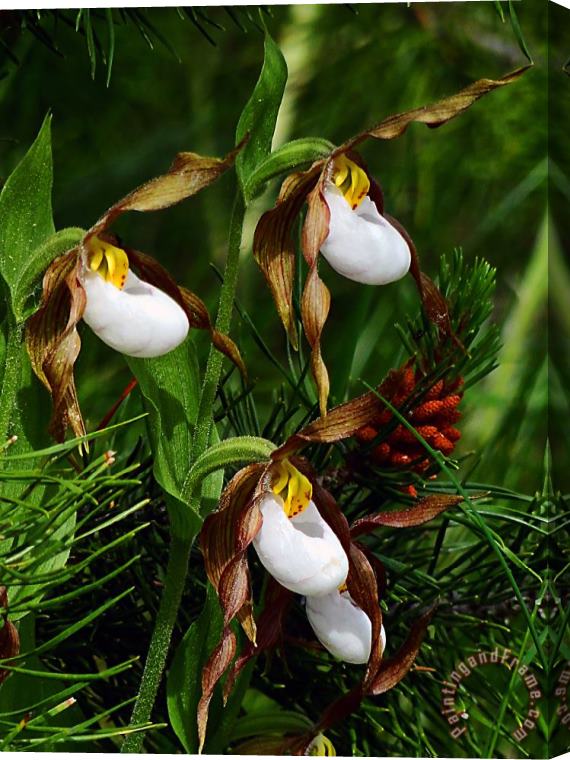 Blair Wainman Mountain Lady's Slipper Orchid Stretched Canvas Print / Canvas Art
