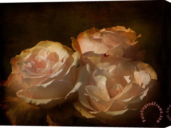 Blair Wainman Vintage Rose Stretched Canvas Painting / Canvas Art