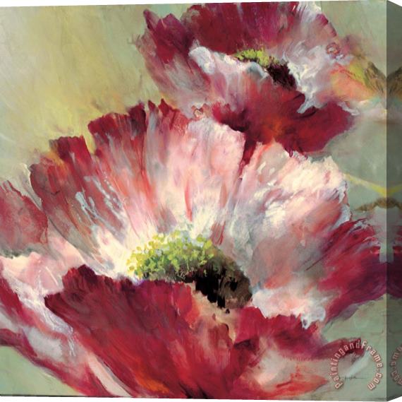 brent heighton Lush Poppy Stretched Canvas Print / Canvas Art