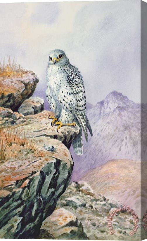 Carl Donner Gyrfalcon Stretched Canvas Painting / Canvas Art