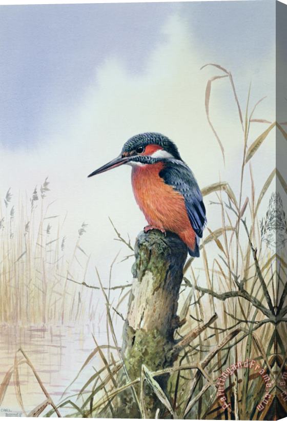 Carl Donner Kingfisher Stretched Canvas Painting / Canvas Art
