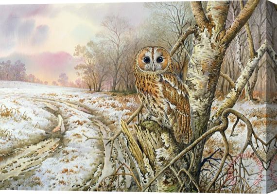 Carl Donner Tawny Owl Stretched Canvas Painting / Canvas Art