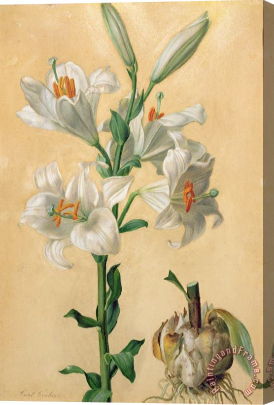 Carl Franz Gruber White Lily Stretched Canvas Painting / Canvas Art