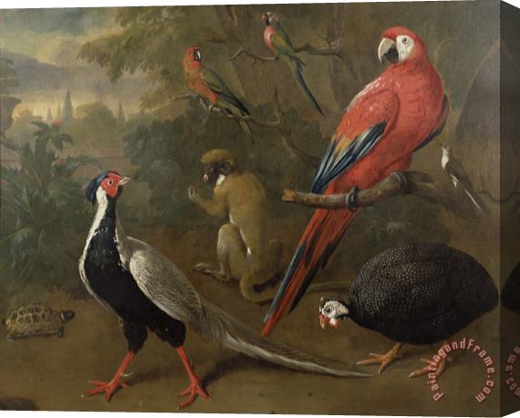 Charles Collins Pheasant Macaw Monkey Parrots and Tortoise Stretched Canvas Painting / Canvas Art