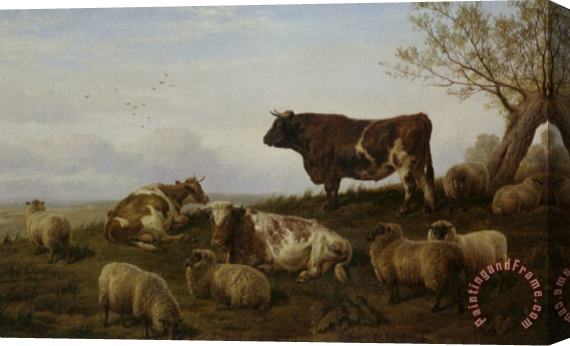 Charles Jones Cattle And Sheep Resting Stretched Canvas Print / Canvas Art