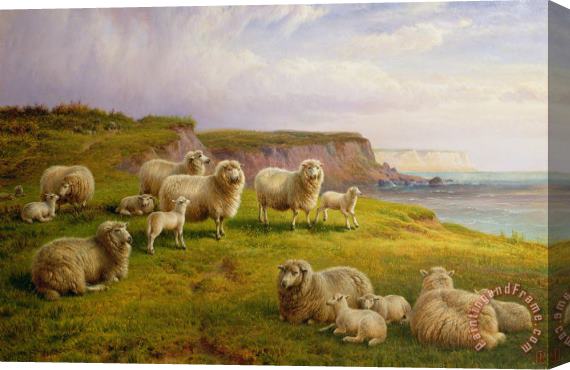 Charles Jones Sheep On A Dorset Coast Stretched Canvas Print / Canvas Art