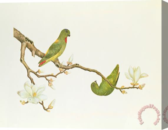 Chinese School Blue Crowned Parakeet Hannging On A Magnolia Branch Stretched Canvas Painting / Canvas Art