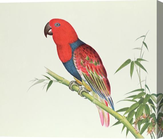 Chinese School Electus Parrot On A Bamboo Shoot Stretched Canvas Print / Canvas Art