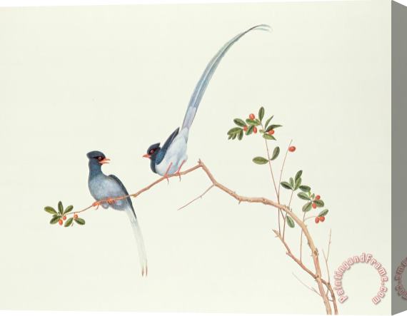 Chinese School Red Billed Blue Magpies On A Branch With Red Berries Stretched Canvas Painting / Canvas Art