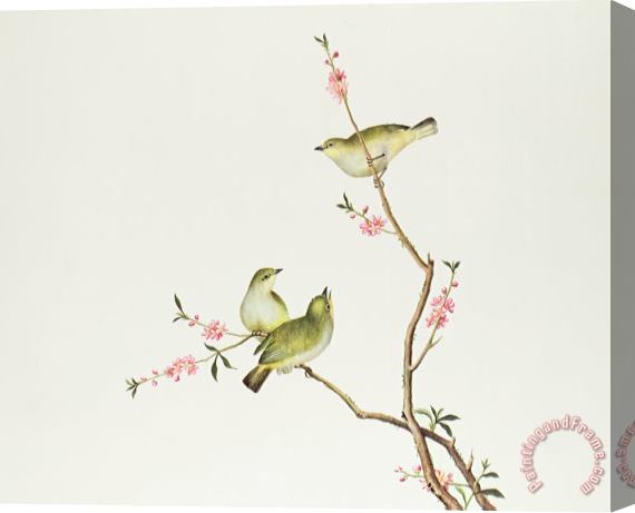 Chinese School White Eye Bird Stretched Canvas Print / Canvas Art