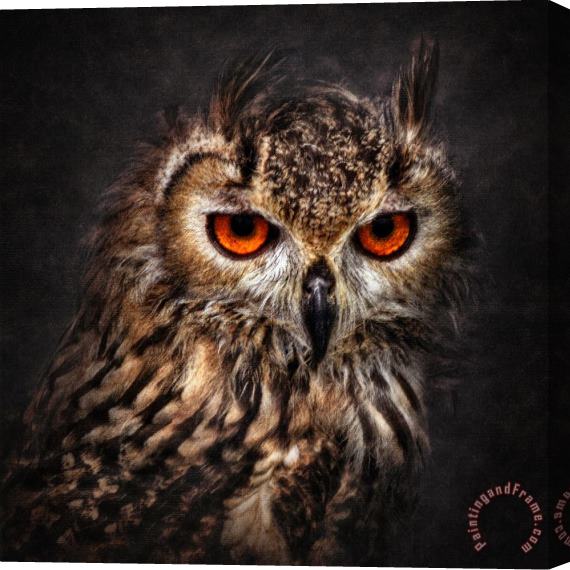 Collection 11 Hunting Eyes Stretched Canvas Print / Canvas Art
