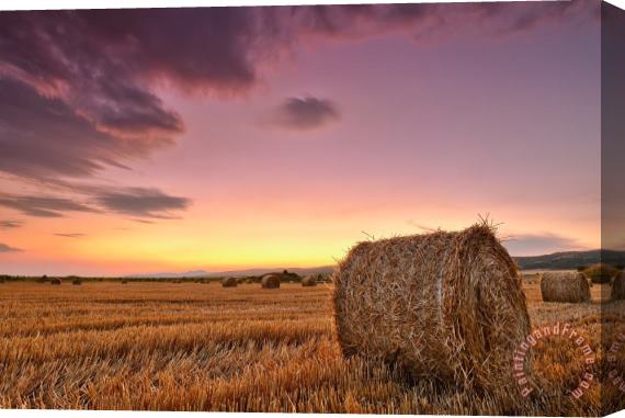 Collection 12 Bales At Twilight Stretched Canvas Print / Canvas Art