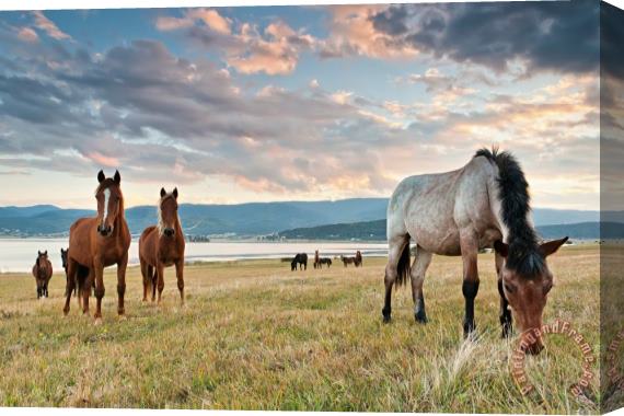 Collection 12 Curious Horses Stretched Canvas Print / Canvas Art