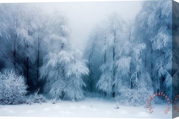 Collection 12 Frozen Forest Stretched Canvas Painting / Canvas Art