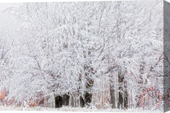 Collection 12 Frozen Trees Stretched Canvas Print / Canvas Art