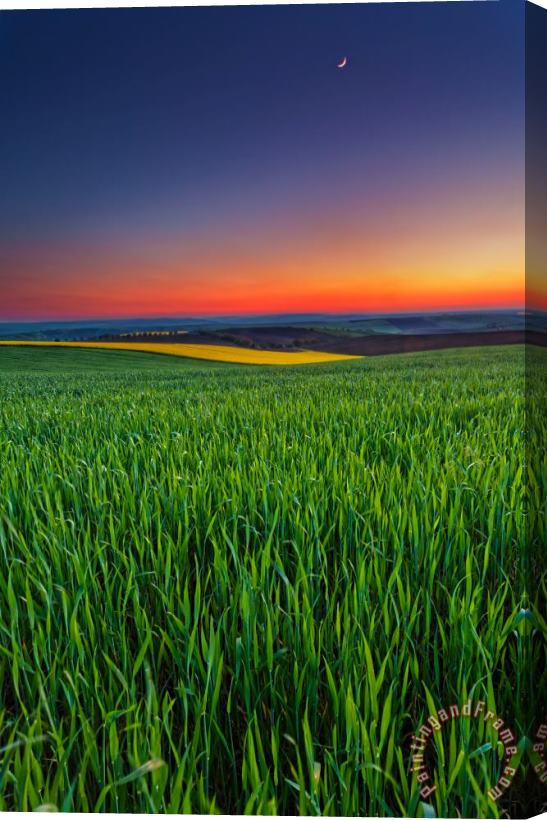 Collection 12 Twilight Fields Stretched Canvas Print / Canvas Art
