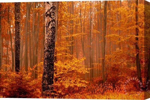 Collection 12 Welcome to Orange Forest Stretched Canvas Print / Canvas Art
