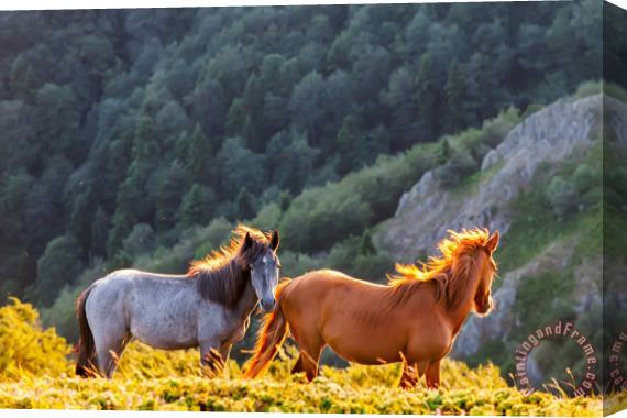 Collection 12 Wild Horses Stretched Canvas Print / Canvas Art