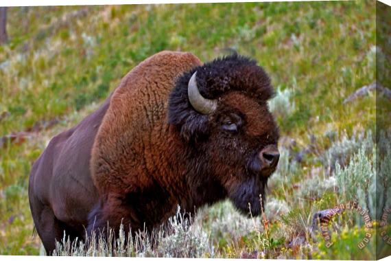 Collection 14 Bison Stretched Canvas Print / Canvas Art