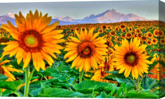 Collection 14 Longs Sunflowers Stretched Canvas Print / Canvas Art