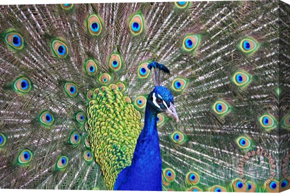 Collection 14 Peacock Colors Stretched Canvas Print / Canvas Art