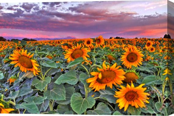 Collection 14 Pink Skies and Sunflowers Stretched Canvas Print / Canvas Art