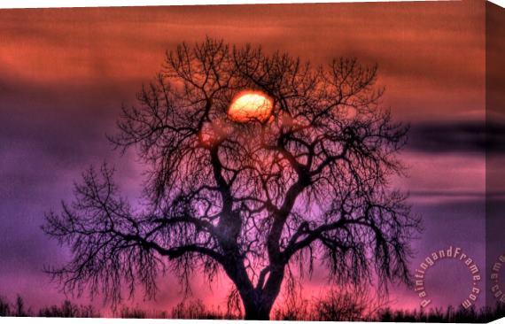 Collection 14 Sunrise Through The Foggy Tree Stretched Canvas Print / Canvas Art