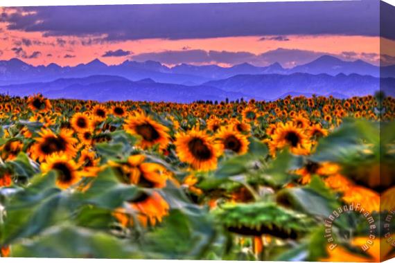 Collection 14 Sunsets and Sunflowers Stretched Canvas Painting / Canvas Art
