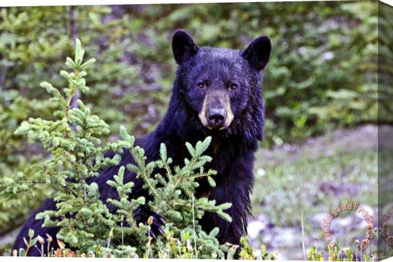 Collection 14 The Black Bear Stare Stretched Canvas Print / Canvas Art