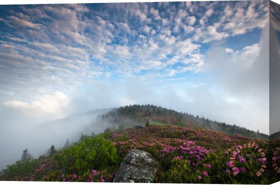 Collection 3 Blue Skies Above Catawba Rhododendron in the Roan Mountain Highlands Stretched Canvas Print / Canvas Art