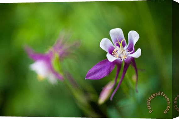 Collection 3 Purple Columbine Wildflower Stretched Canvas Painting / Canvas Art